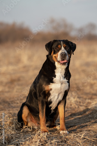 Portrait of a cute great swiss mountain dog in autumn park.