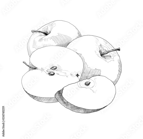 sketch of apples on a white background. engraving or drawing.