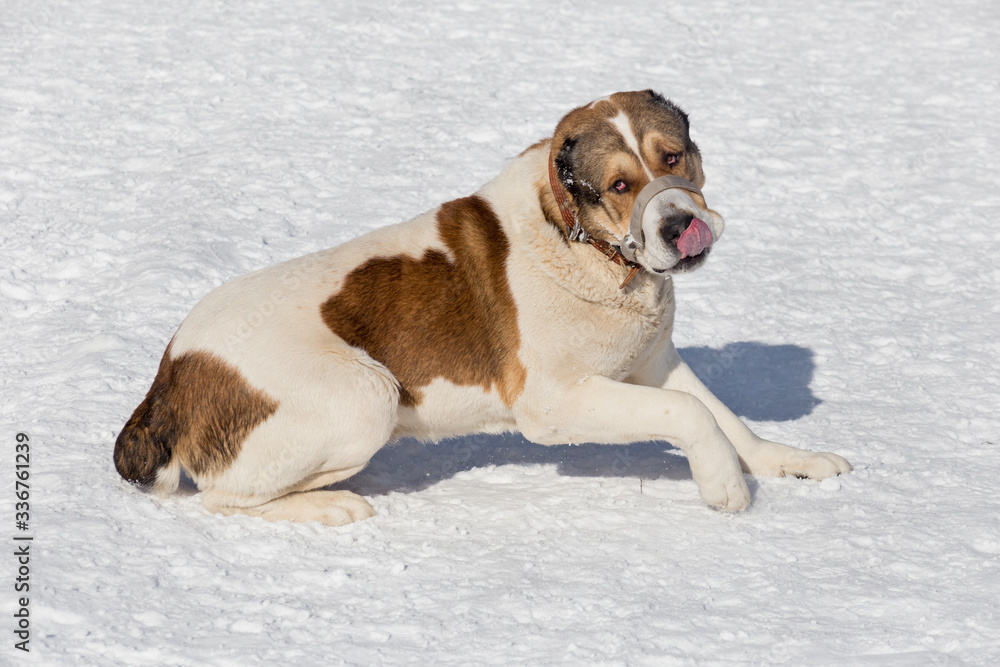 Central asian shepherd dog in the winter park. Pet animals. Central asian shepherd dog in the winter park. Pet animals.