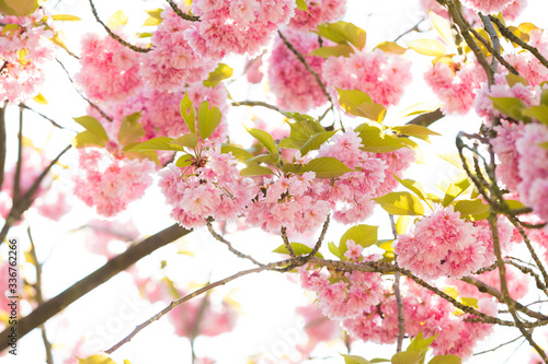 rosa blühender Baum im Frühling