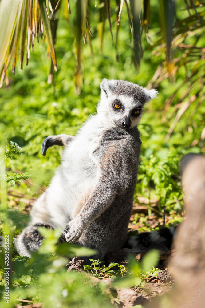 Fototapeta premium Lemuren im Wald