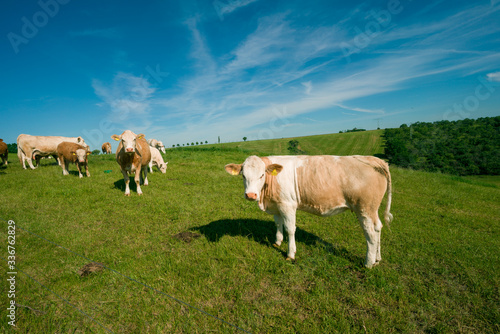 Cows graze in a green meadow on a sunny summer day