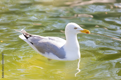 Möwe am Gewässer