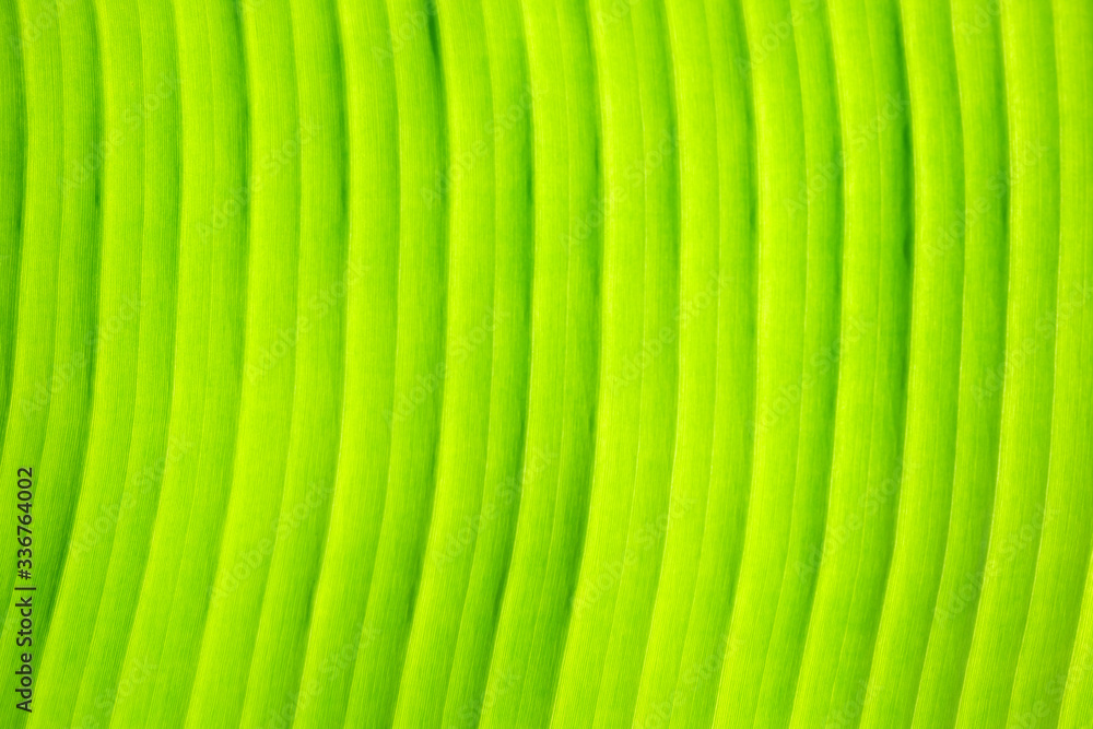 Green Banana Leaf Texture Background. Green Banana Leaf Texture Background.