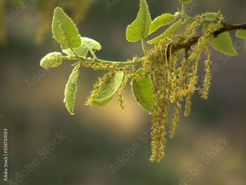 A tree branch of Hazel alder in blurry background