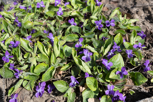 Blue violet blooms in spring in the forest.
