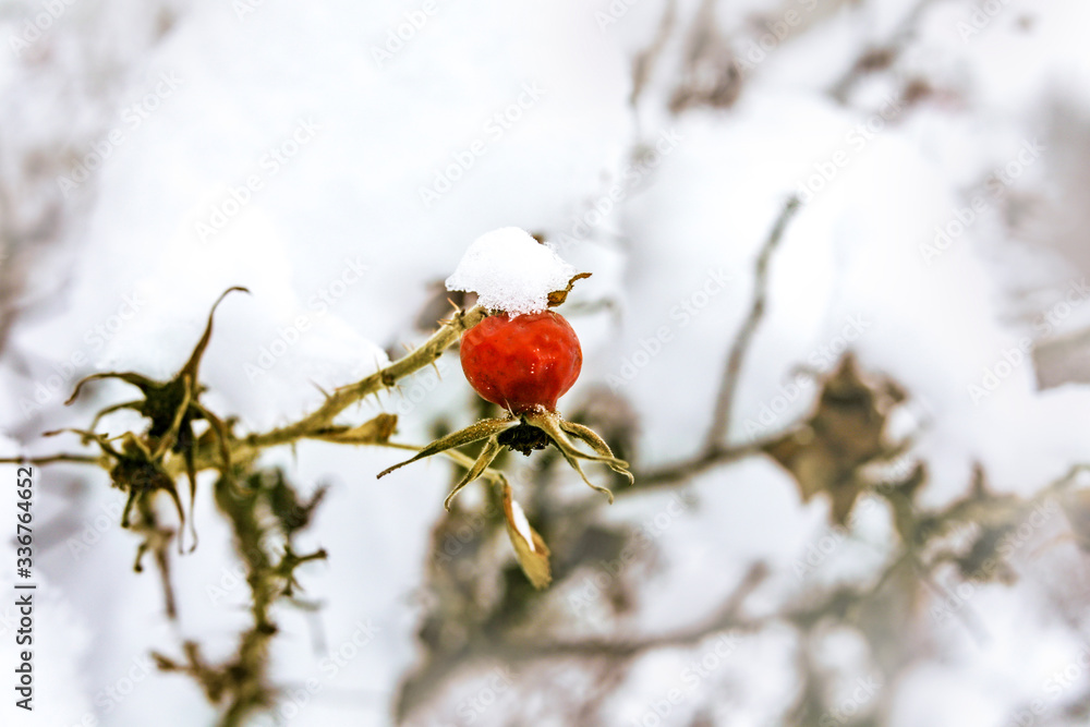 red rosehip on a branch in winter under snow red rosehip on a branch in winter under snow