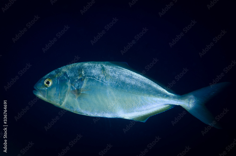 Fototapeta premium pesce