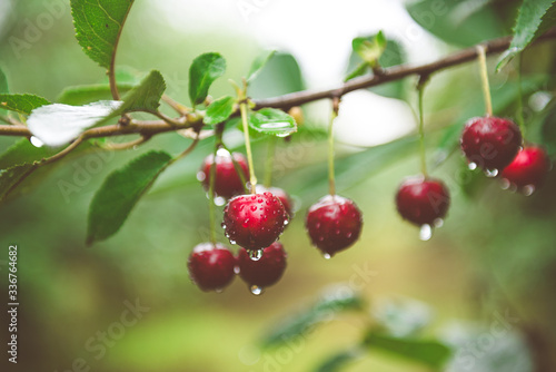Ripe sour cherries hanging from a cherry tree branch. Water droplets on fruits, cherry orchard after the rain.