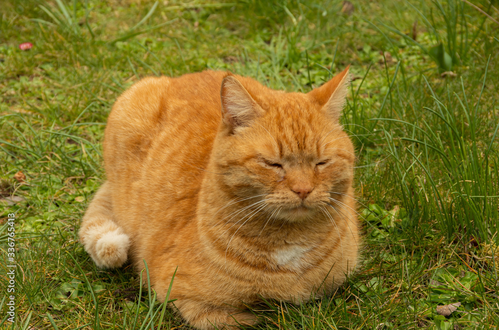 Cat sleeping rests in a green grass