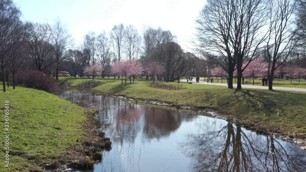 Spring sakura blossom in a sunny day. Sakura flowers bloom. Aerial landscape in a park with river. Spring sakura blossom in a sunny day. Sakura flowers bloom. Aerial landscape in a park with river.