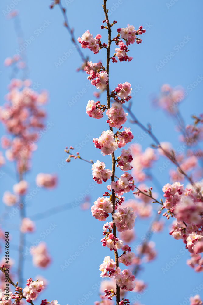 sakura. beautiful pink cherry blossom in springtime