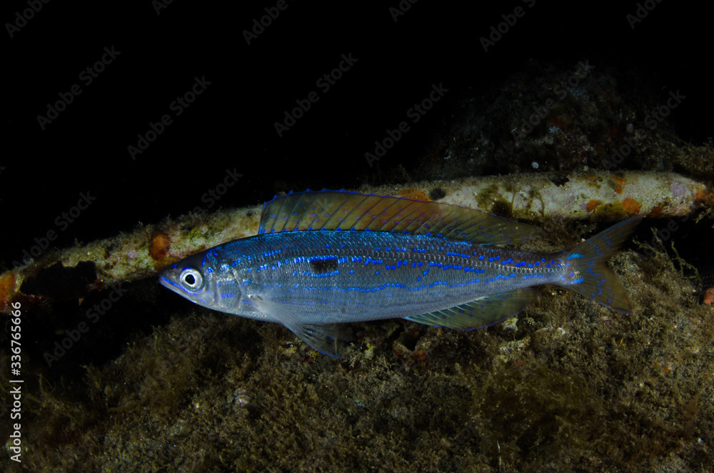 Fototapeta premium pesce