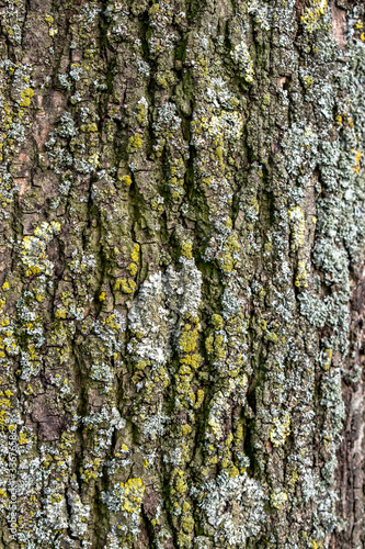 Fototapeta Naklejka Na Ścianę i Meble -  Tree bark closeup texture background
