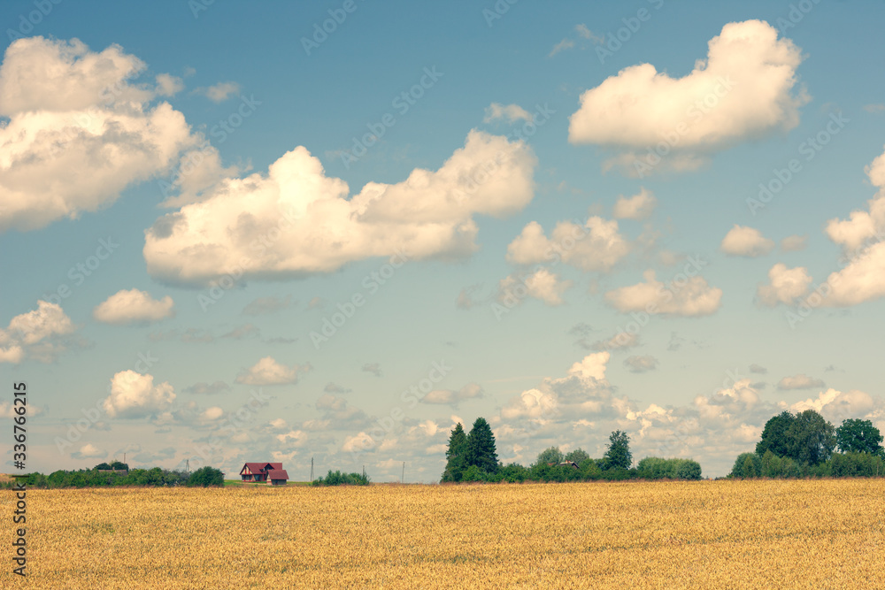 Fototapeta premium Yellow field and blue sky in summer