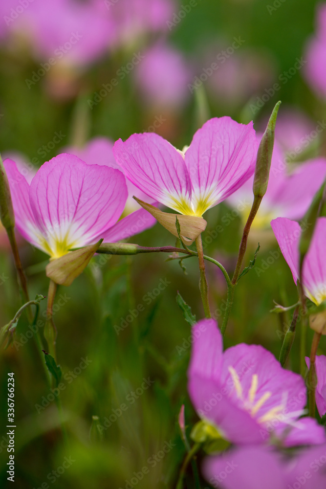 Beautiful pink flowers close up from the side with other pink flowers bokeh in the background Beautiful pink flowers close up from the side with other pink flowers bokeh in the background