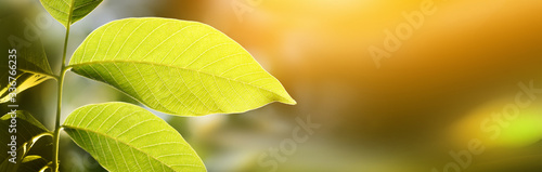 Green leaf on light blur horizontal long background.