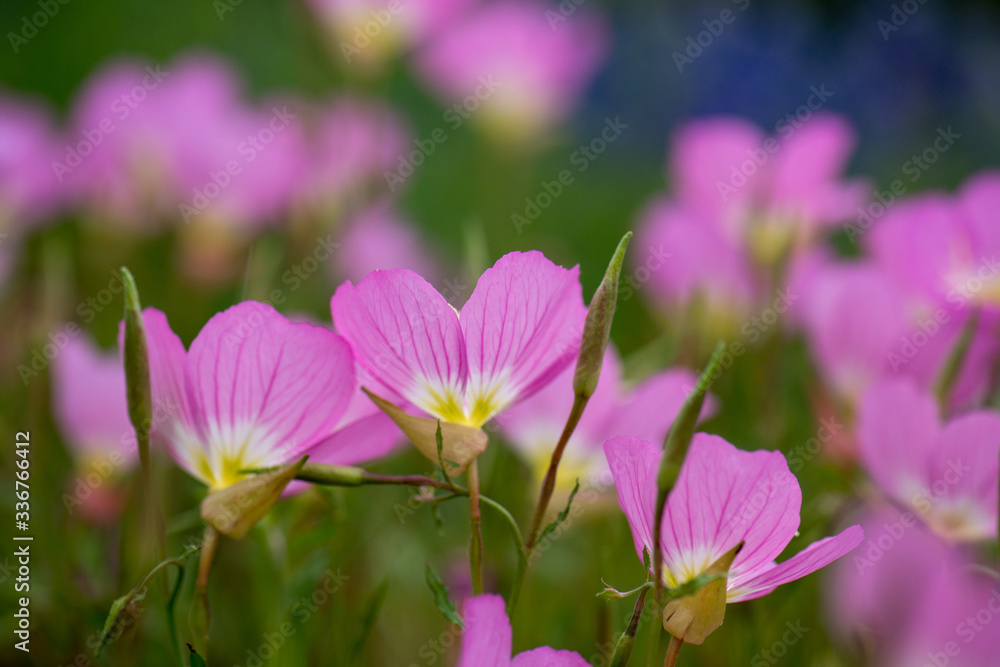 Beautiful pink flowers close up from the side with other pink flowers bokeh in the background Beautiful pink flowers close up from the side with other pink flowers bokeh in the background