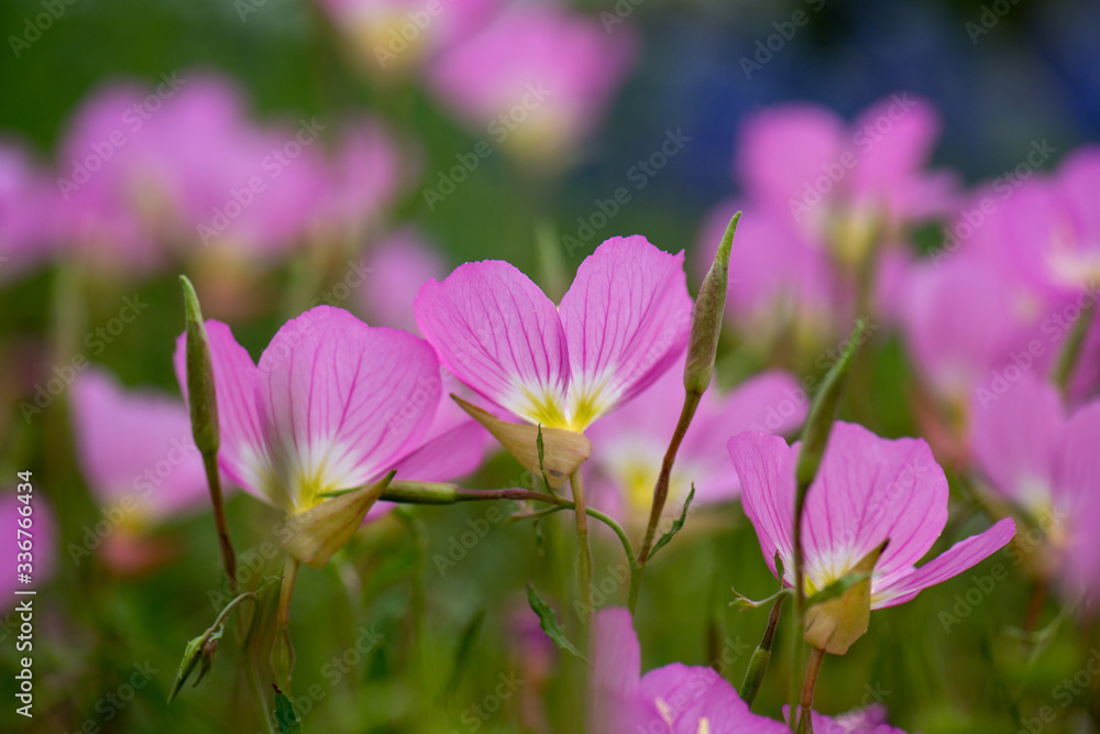 Beautiful pink flowers close up from the side with other pink flowers bokeh in the background Beautiful pink flowers close up from the side with other pink flowers bokeh in the background