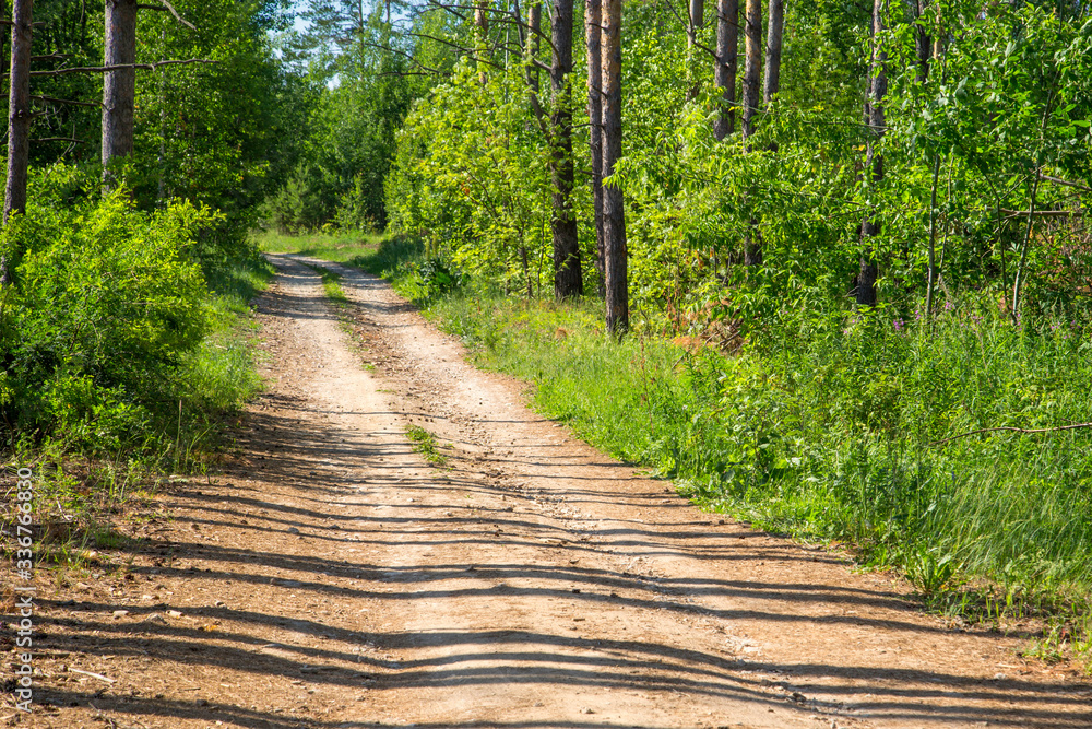 Obraz premium dirt forest road on a sunny day
