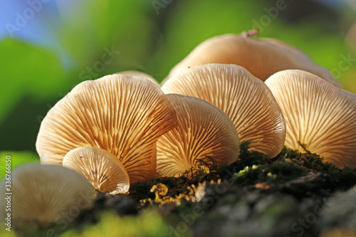  Fungus growing on a tree 