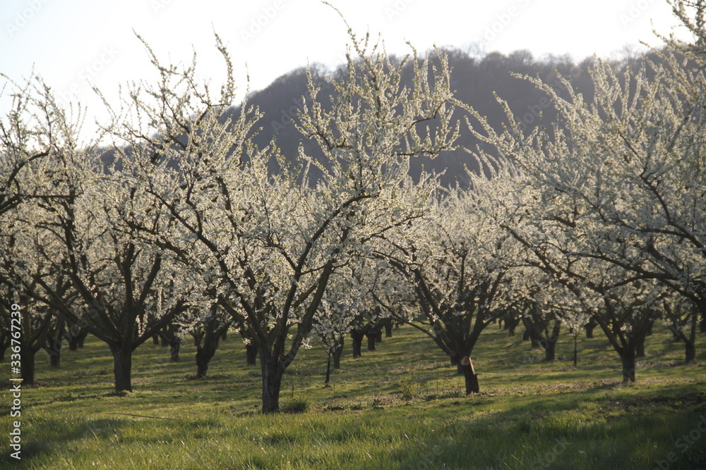 Fototapeta premium Mirabelle plum trees orchard white flowers