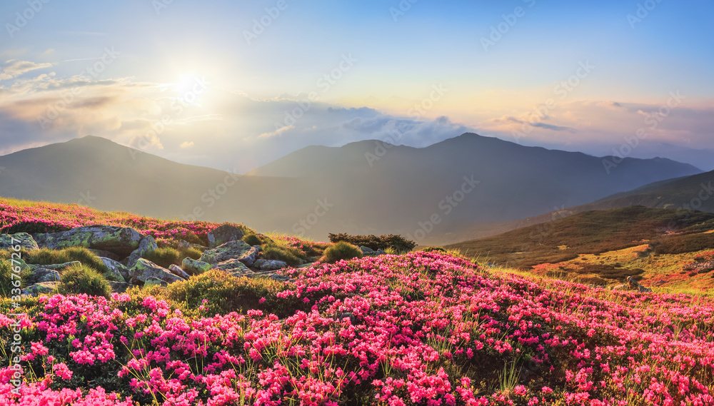 Fototapeta premium Panoramic view in lawn with rhododendron flowers. Mountains landscapes. Concept of nature rebirth. Save Earth. Amazing summer day. Location Carpathian, Ukraine, Europe.