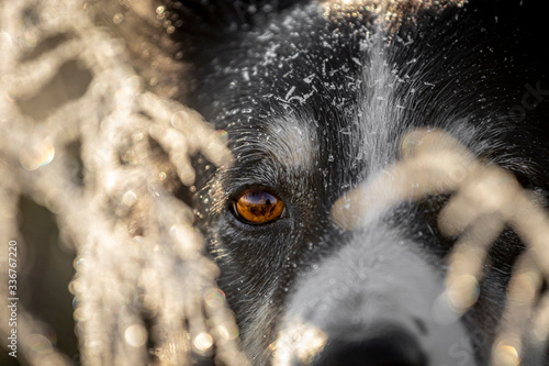 close up of a dog