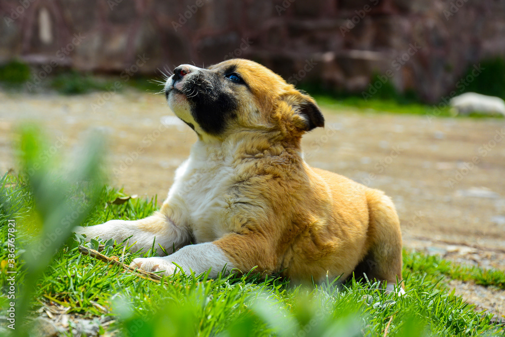 Obraz premium the brown dog sits in the street