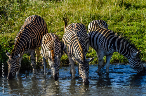 Thirsty plains zebra - equus quagga quenching their thirst on a hot dry summer day in a Johannesburg game reserve