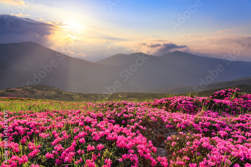 Morning fog. The lawns are covered by pink rhododendron flowers. Amazing spring time. Concept of nature revival. Location Carpathian mountain  Ukraine  Europe.