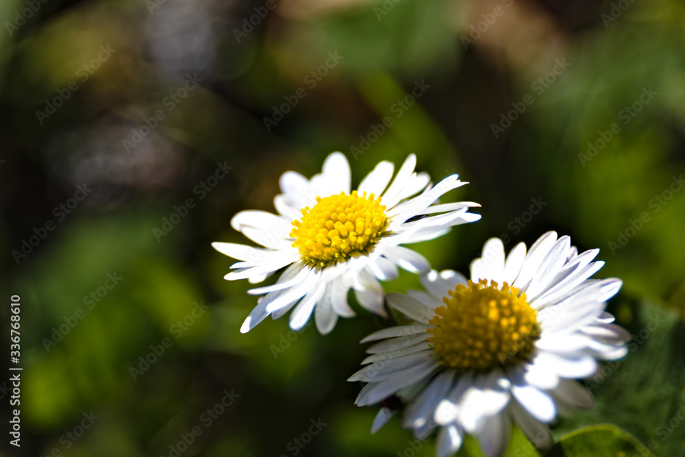 Obraz premium white daisy flower