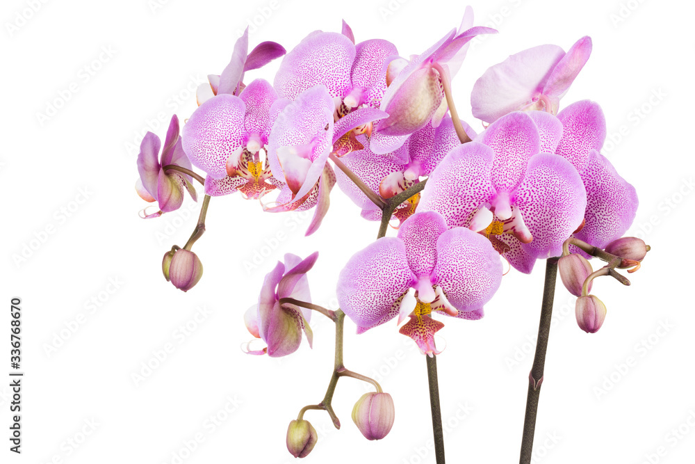 Branch of pink phalaenopsis or Moth orchid from isolated on white background Branch of pink phalaenopsis or Moth orchid from isolated on white background