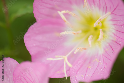 Pink Flowers close up with stamen close up and the pink flowers looking like poppies