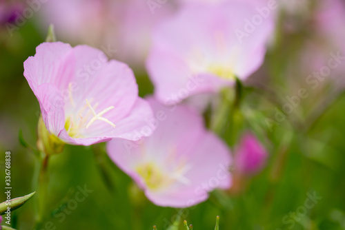 Pink Flowers close up with stamen close up and the pink flowers looking like poppies
