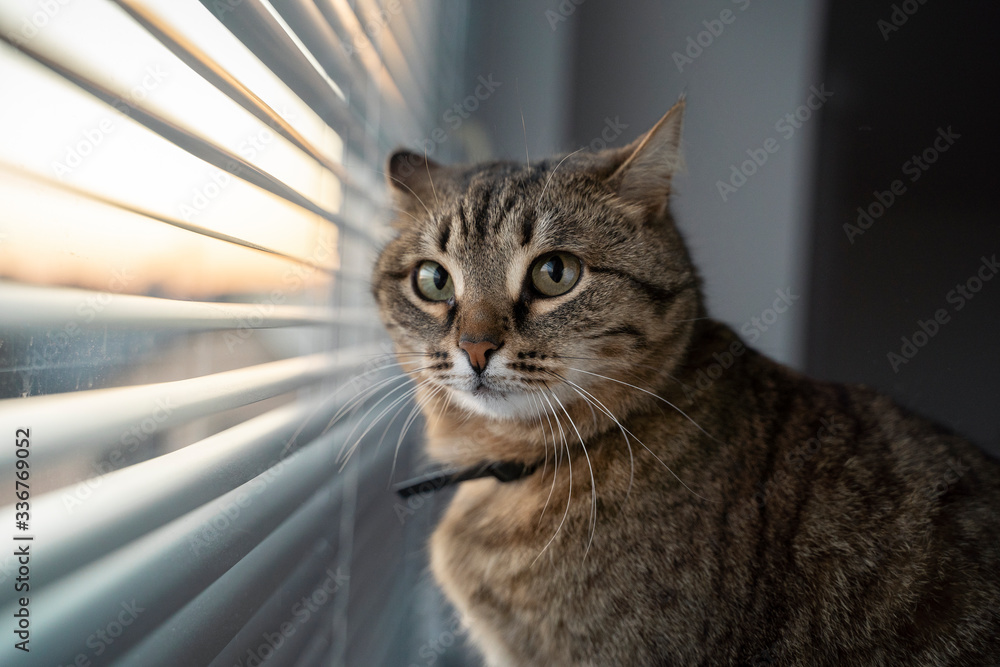 A brown tabby cat sits on a windowsill and looks in surprise at the camera. Sunset light. Self isolation