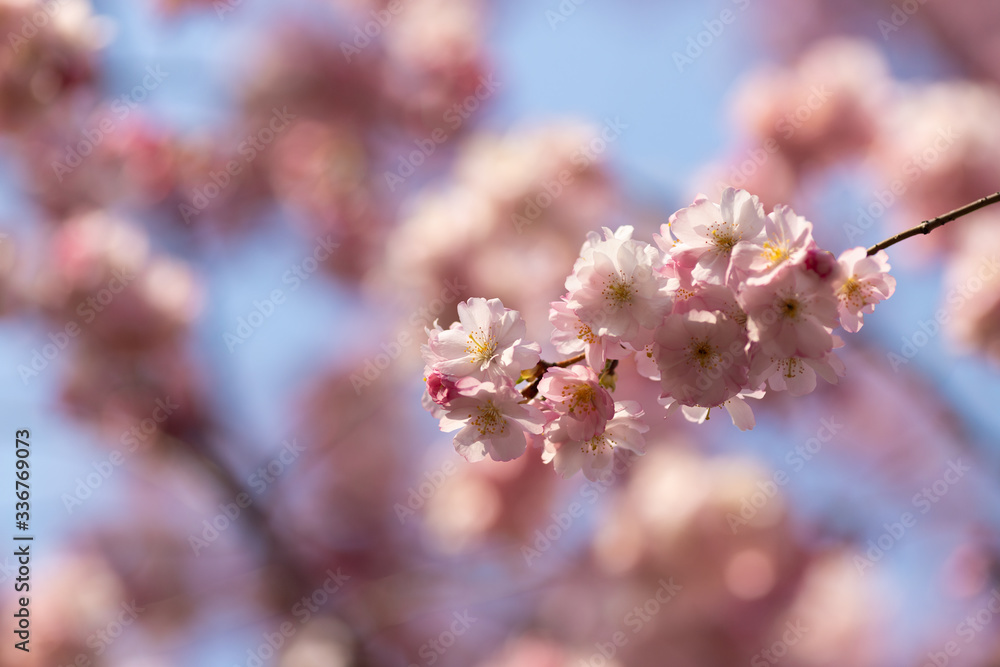 sakura. beautiful pink cherry blossom in springtime sakura. beautiful pink cherry blossom in springtime