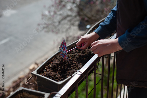 Woman planting seedlings in balcony at summer sunny day.Garden tools, close-up