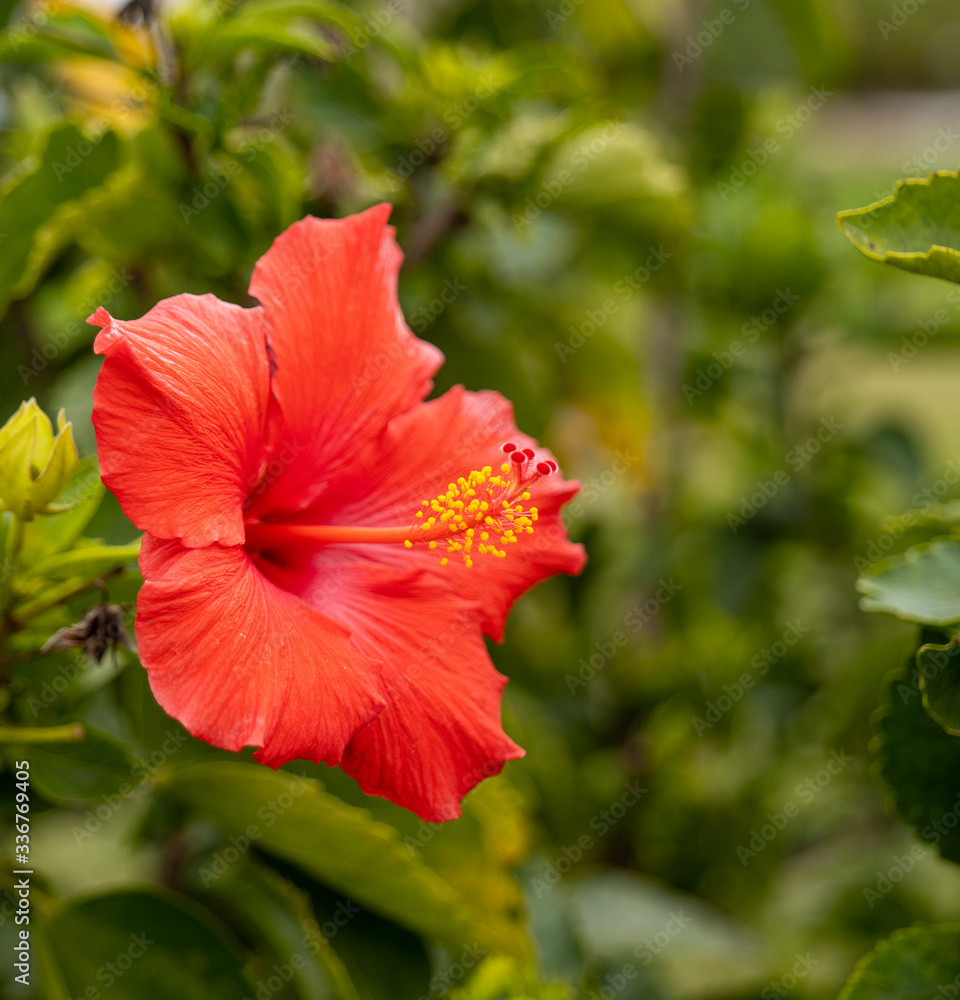 Beautifull red flower blossom on live plant with green leaves with selective focus. Red Camellia Theaceae bloom with yellow stamen closeup. Beautifull red flower blossom on live plant with green leaves with selective focus. Red Camellia Theaceae bloom with yellow stamen closeup.