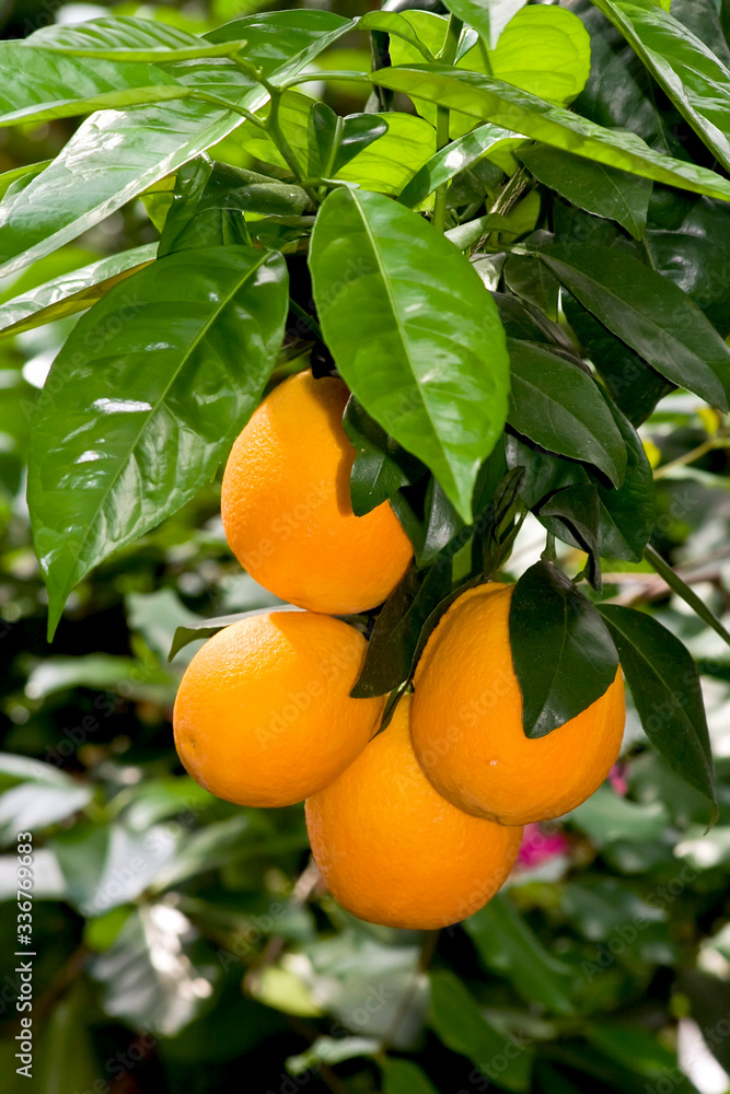 Plantation of citruses, fresh orange fruits.