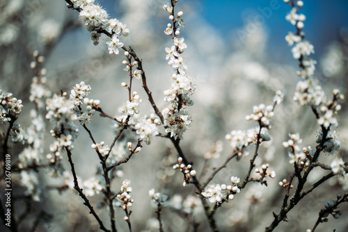 Wiosenne kwiaty © Exploder