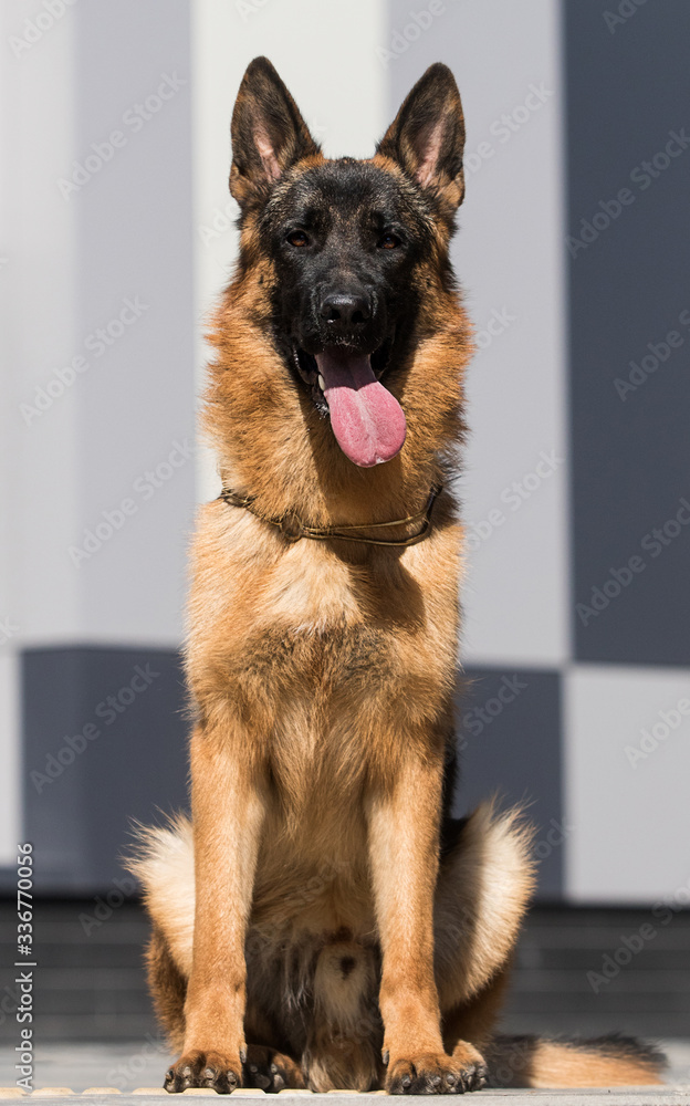 German shepherd dog sitting and looking at the camera German shepherd dog sitting and looking at the camera
