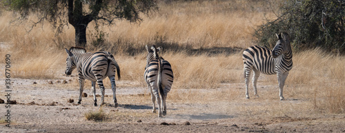 Nice Zebras on savanna