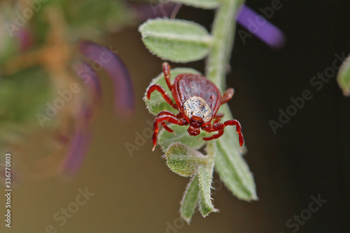 Parasite tick and ant on the grass. A tick can pose a threat to human life and animals.
 photo