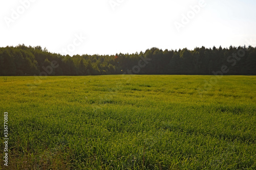 Green young field in the countryside. Agro Cultures. Food  selective focus.