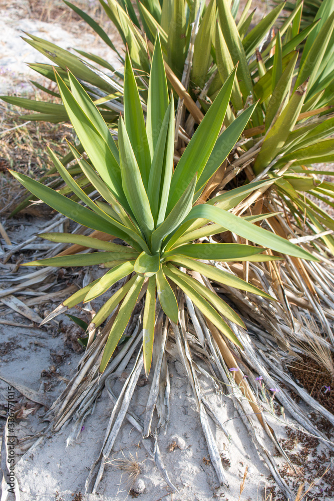 Adam's needle (in german Fädige Palmlilie, Garten-Yucca, Palmlilie) Yucca filamentosa Adam's needle (in german Fädige Palmlilie, Garten-Yucca, Palmlilie) Yucca filamentosa