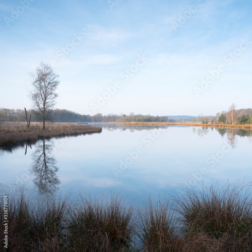 nature landscape early morning in spring on leersumse veld in province of utrecht in the netherlands