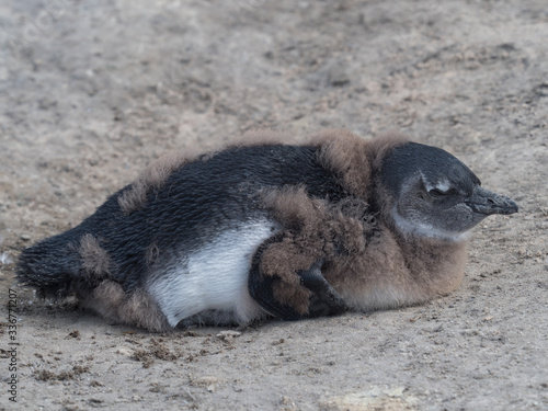 Offsping penguin waiting for food from mother © graceanna