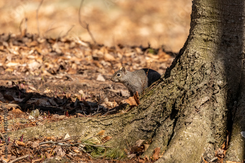 Eastern gray squirrel in city park