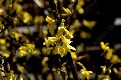 close up of branches with blossoms of yellow forsythia growing on the soil on a sunny spring day, floral background. copy space